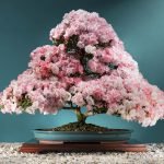 Ray Nesci Bonsai - Bonsai Tree - Annual Calendar
